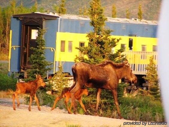 Denali Park Hotel Healy Exteriör bild